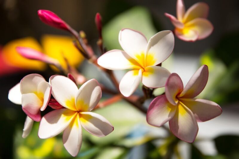 Byron Bay: Hinterland and Bangalow Full-Day Guided Tour - Key Points  