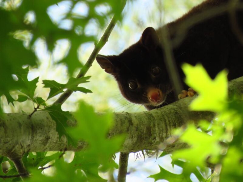 Byron Bay: Nighttime Nature Walk with Night Vision Goggles - A Nightlike No Other: What to Expect on the Tour