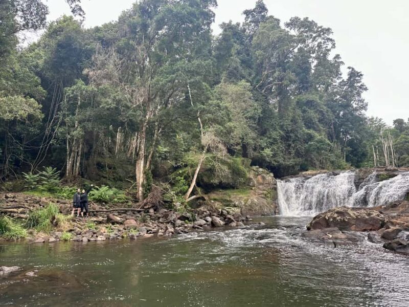 Byron Bay: Rainforest Waterfalls Guided Eco Tour - Why This Tour Is a Great Choice