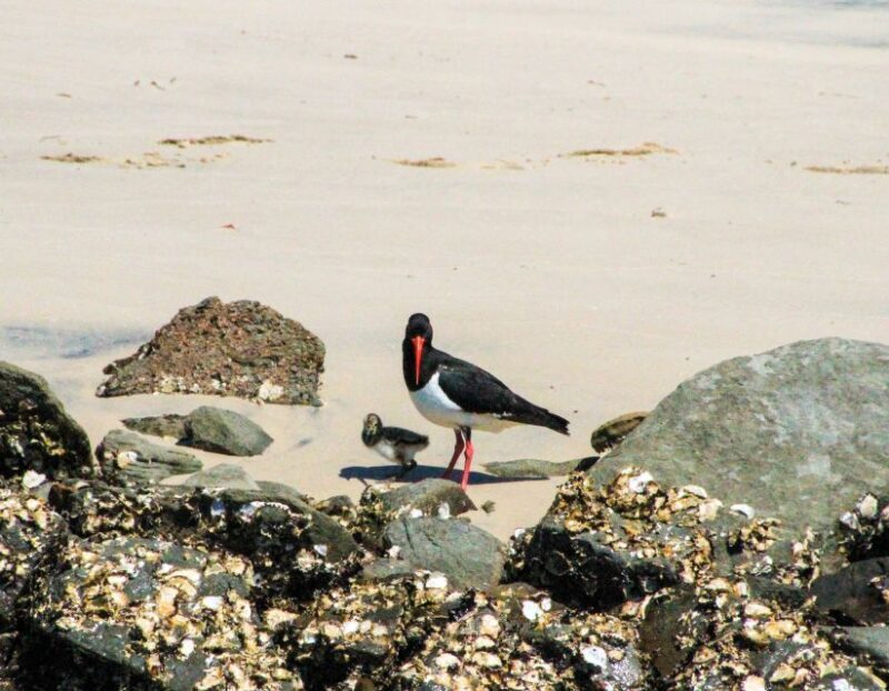 Byron Bay: Scenic Sunset River Cruise - FAQ