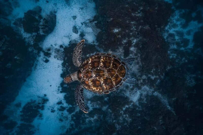 Byron Bay: Snorkeling Tour at Julian Rocks, Nguthungulli - Insights from Reviews: What Travelers Loved and What to Keep in Mind
