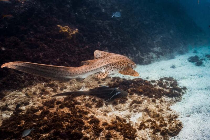 Byron Bay: Snorkeling Tour at Julian Rocks, Nguthungulli - FAQ