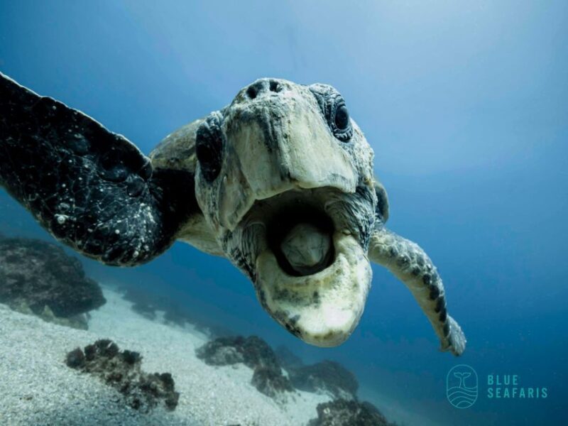 Byron Bay: Snorkelling Tour of Julian Rocks "Nuthungulli" - Price and Value Analysis