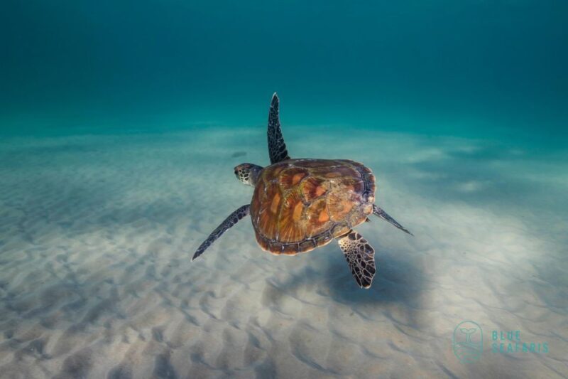 Byron Bay: Snorkelling Tour of Julian Rocks "Nuthungulli" - Practical Tips for Booking & Enjoying Your Tour