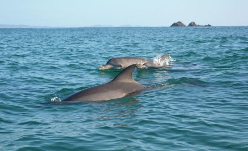 Byron Bay: The Byron Bay Sea Kayak Tour - A Detailed Look at the Byron Bay Sea Kayak Experience