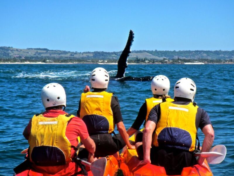Byron Bay: The Byron Bay Sea Kayak Tour - Final Thoughts