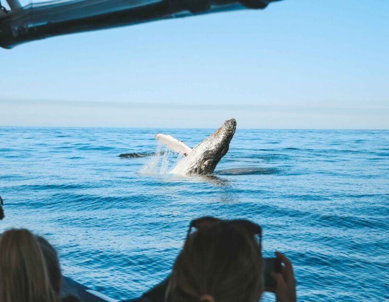 Byron Bay: Whale Watching Cruise with a Marine Biologist - Byron Bay: Whale Watching Cruise with a Marine Biologist — An Authentic Encounter with Nature