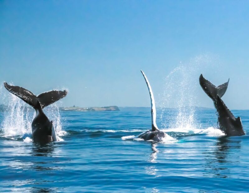 Byron Bay: Whale Watching Cruise with a Marine Biologist - Who Will Love This Tour?