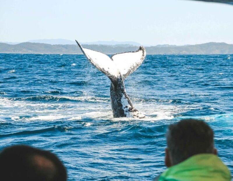 Byron Bay: Whale Watching Cruise with a Marine Biologist - FAQs