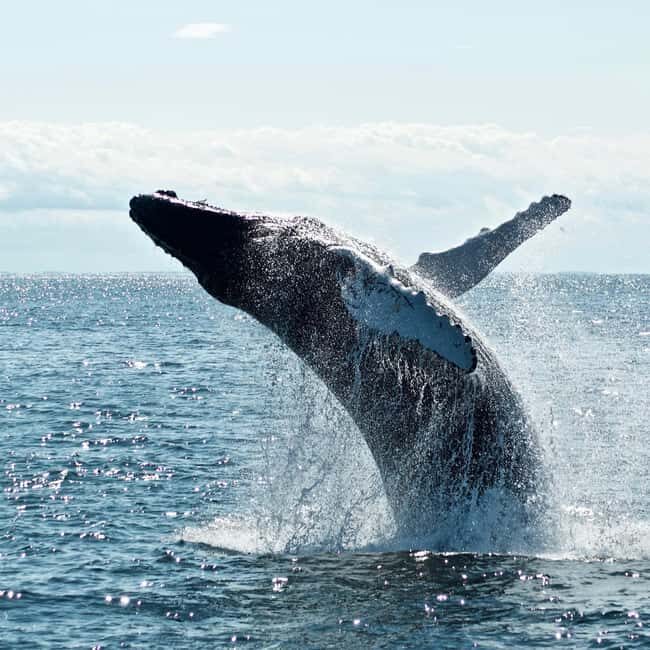 Byron Bay: Whale Watching Tour - What You Can Expect During the Tour