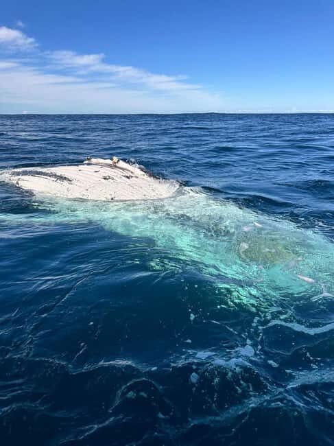 Byron Bay: Whale Watching Tour - The Value of This Tour