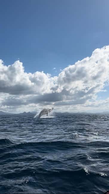 Byron Bay: Whale Watching Tour - The Sum Up