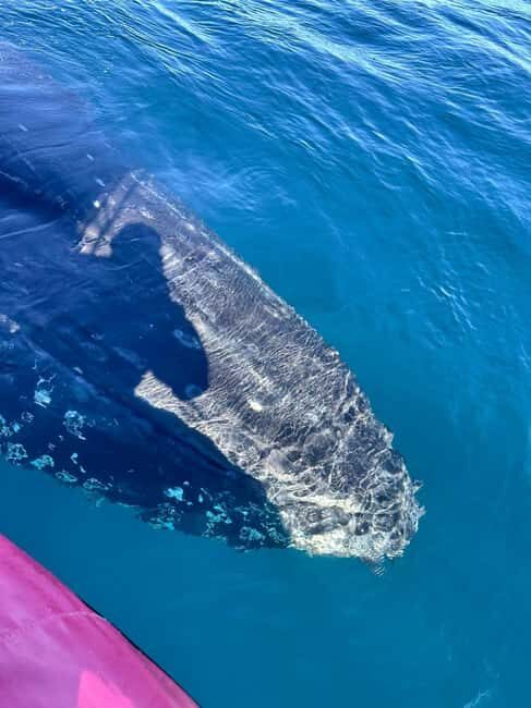 Byron Bay: Whale Watching Tour - FAQs