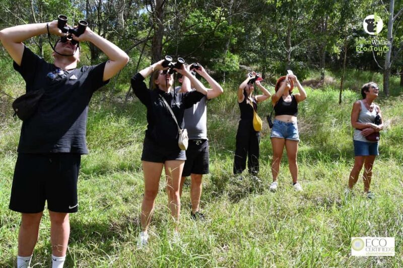 Byron Bay Wild Koala Tour - Key Points  