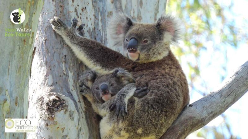 Byron Bay Wild Koala Tour - Introduction: What We Love About the Byron Bay Wild Koala Tour  