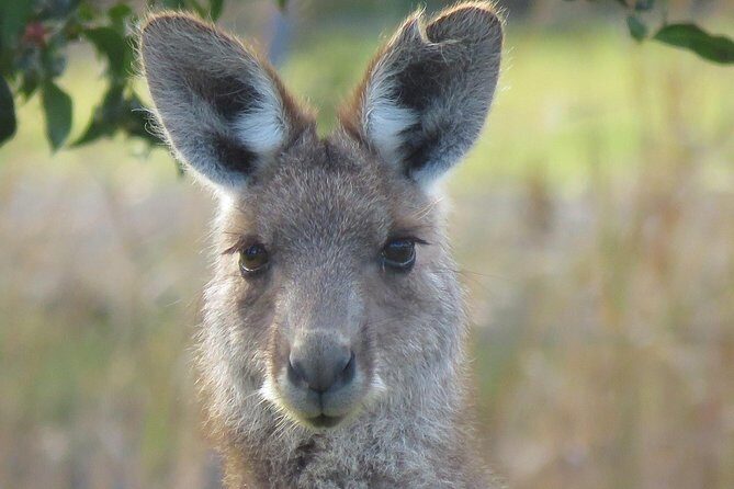Byron Bay Wildlife Safari - A Closer Look at the Byron Bay Wildlife Safari