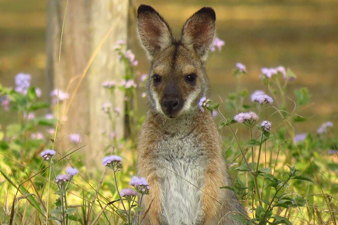 Byron Bay Wildlife Safari - The Sum Up
