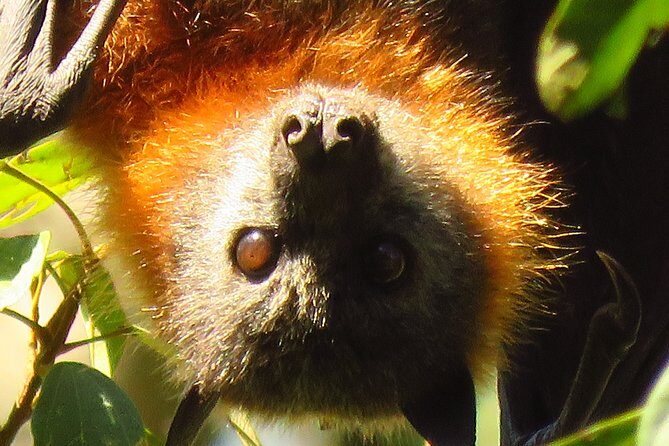 Byron Bay Wildlife Safari - FAQ