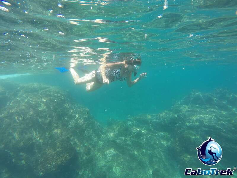 Cabo Ocean SAFARI - Why This Tour Stands Out