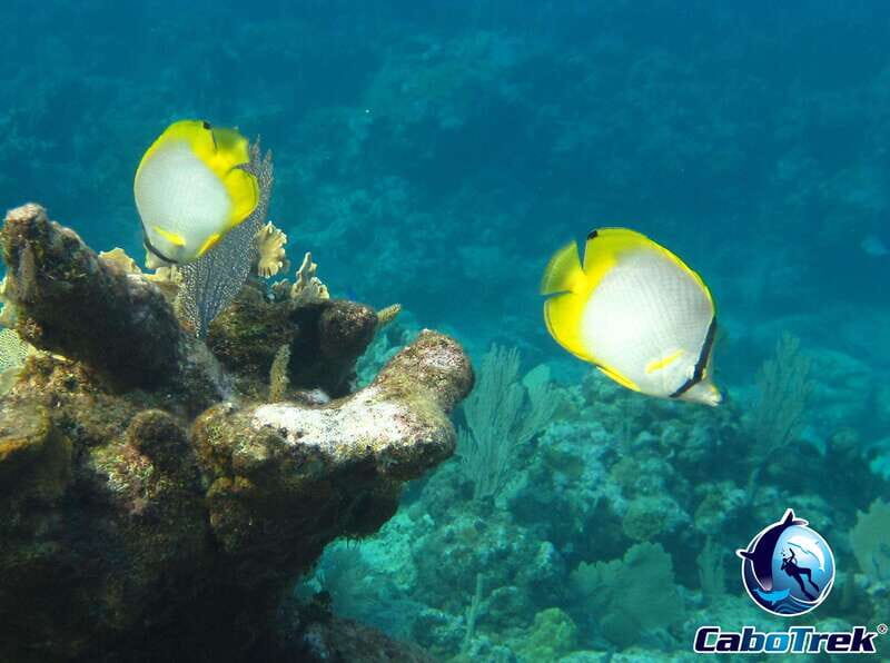 Cabo Ocean SAFARI - Who Should Consider This Tour?