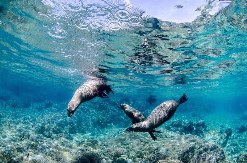 Cabo Pulmo Marine Park: Scuba Diving Excursion - Key Points