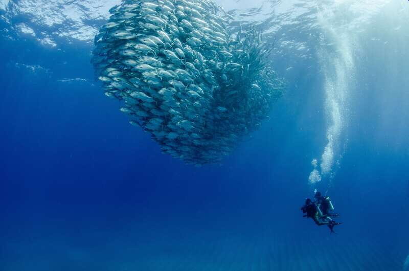Cabo Pulmo Marine Park: Scuba Diving Excursion - The Underwater Experience: Two Tanks of Wonder