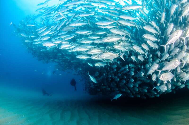 Cabo Pulmo Marine Park: Scuba Diving Excursion - What You’ll See and Experience