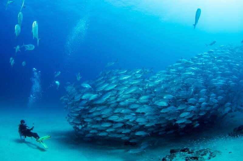Cabo Pulmo Marine Park: Scuba Diving Excursion - Practical Details and Considerations