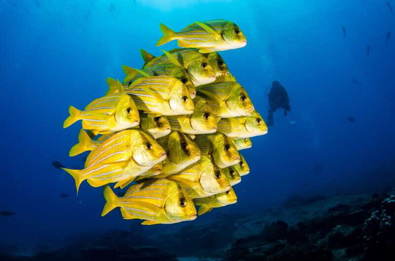 Cabo Pulmo Marine Park: Scuba Diving Excursion - The Value Proposition