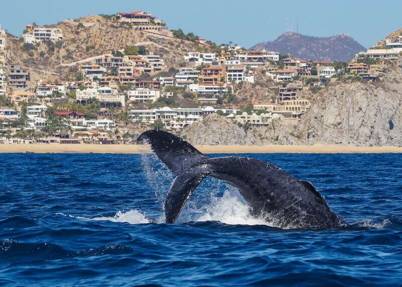 Cabo San Lucas: 2.5-Hour Whale Watching Tour - The Experience in Detail