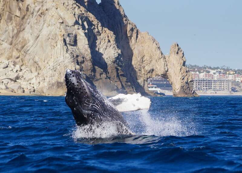 Cabo San Lucas: 2.5-Hour Whale Watching Tour - What Travelers Say