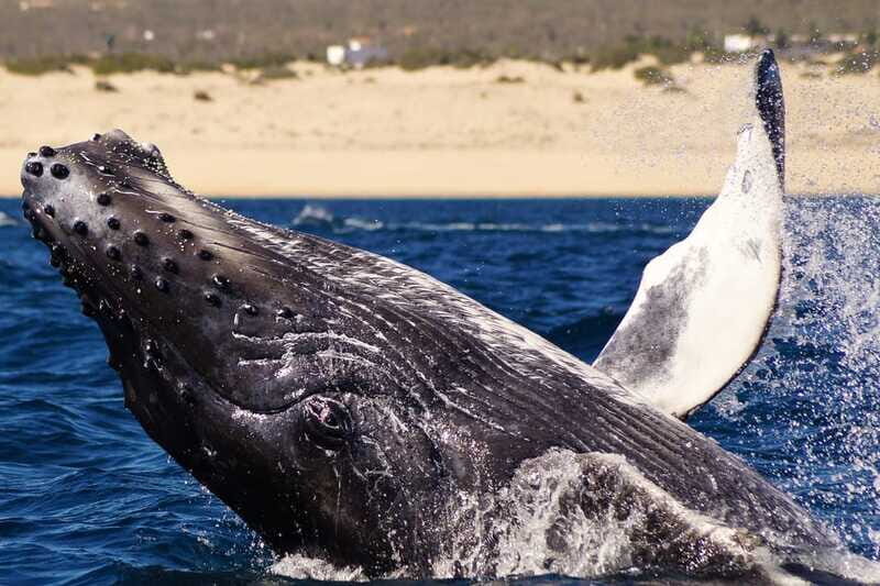 Cabo San Lucas: 2.5-Hour Whale Watching Tour - Value and Practical Considerations