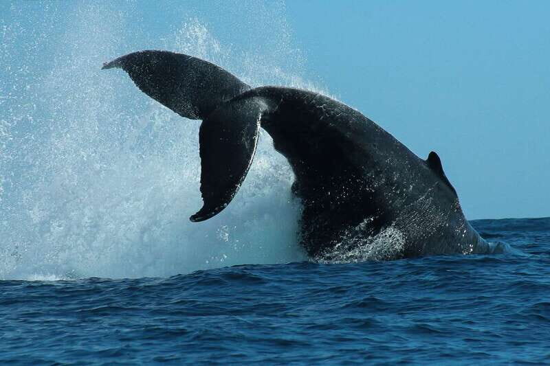 Cabo San Lucas: 2-Hour Whale Watching Adventure - A Detailed Look at the Cabo Whale Watching Tour