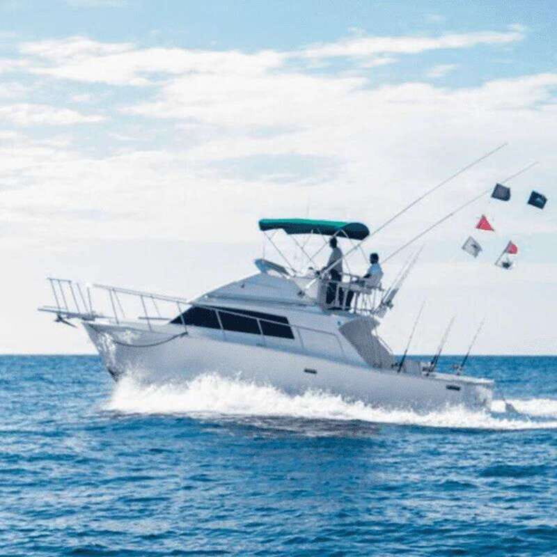 Cabo San Lucas: 33' Bertram "La Paloma" Fishing Charter - The Sum Up