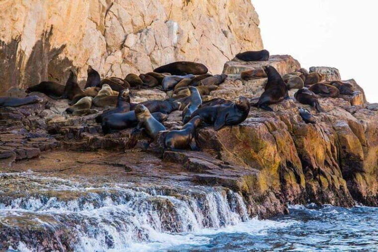 cabo-san-lucas-45-minute-glass-bottom-boat-tour