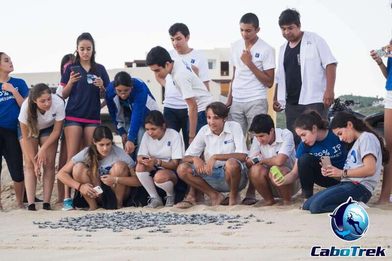Cabo San Lucas: Baby Turtle Release Experience - An In-Depth Look at the Baby Turtle Release Experience