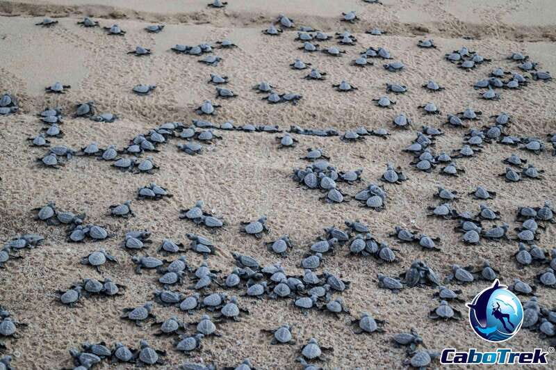 Cabo San Lucas: Baby Turtle Release Experience - Who Will Love This Experience?