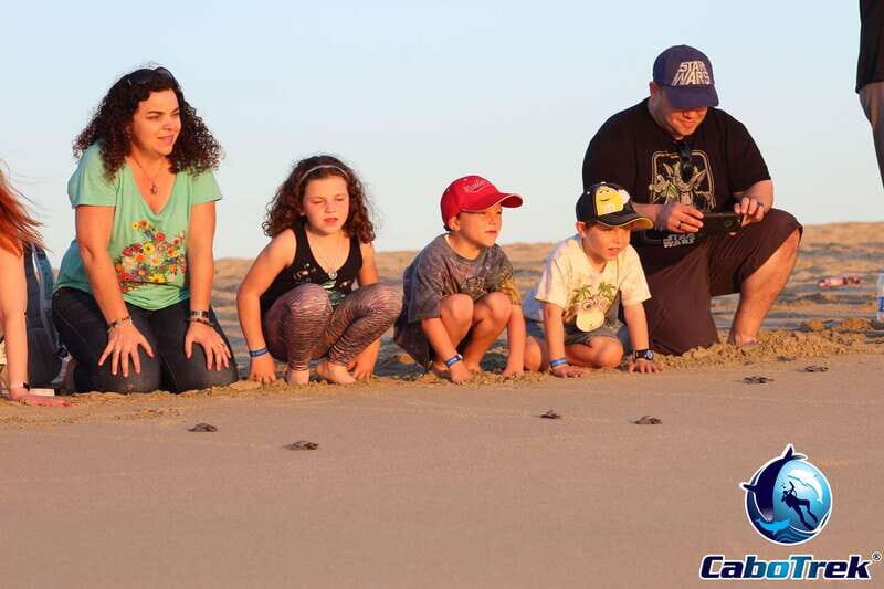 Cabo San Lucas: Baby Turtle Release Experience - FAQs