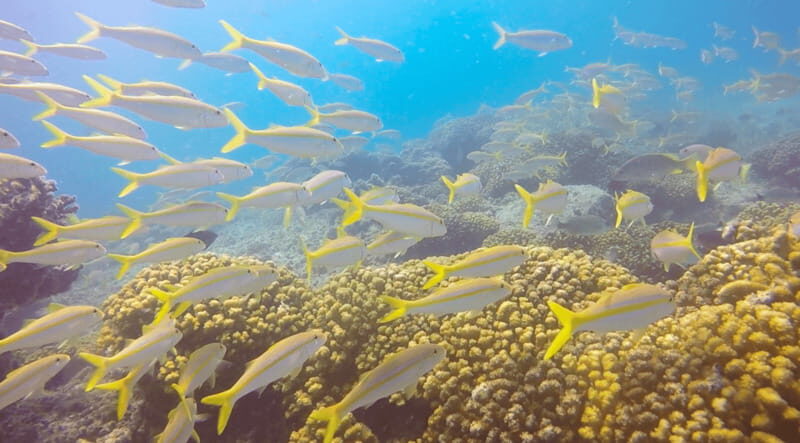 Cabo San Lucas: Beginners Diving Experience w/ Water & Snack - FAQs