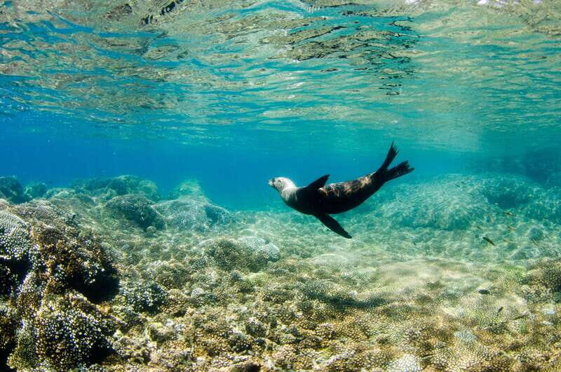 Cabo San Lucas: Cabo Pulmo Snorkeling Expedition - Diving Into the Details: What to Expect from This Snorkeling Expedition