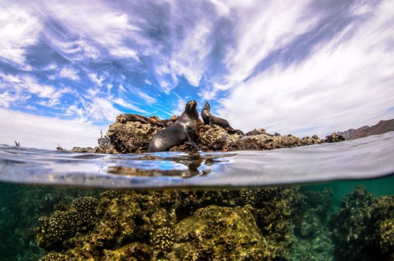 Cabo San Lucas: Cabo Pulmo Snorkeling Expedition - FAQ