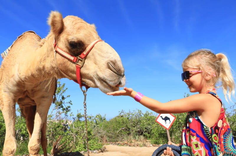 Cabo San Lucas: Camel Ride & ATV with Mexican Lunch - Key Points