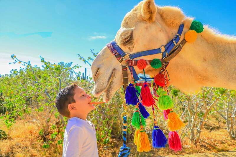 Cabo San Lucas: Camel Safari Tour with Lunch and Tequila - Who Will Love This Tour?