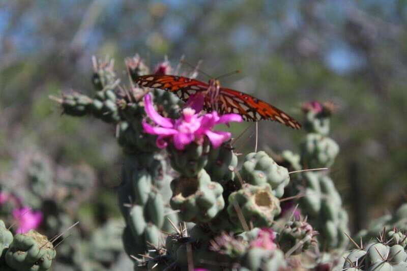 Cabo San Lucas: Candelaria ATV Adventure and Tequila Tasting - Final Words