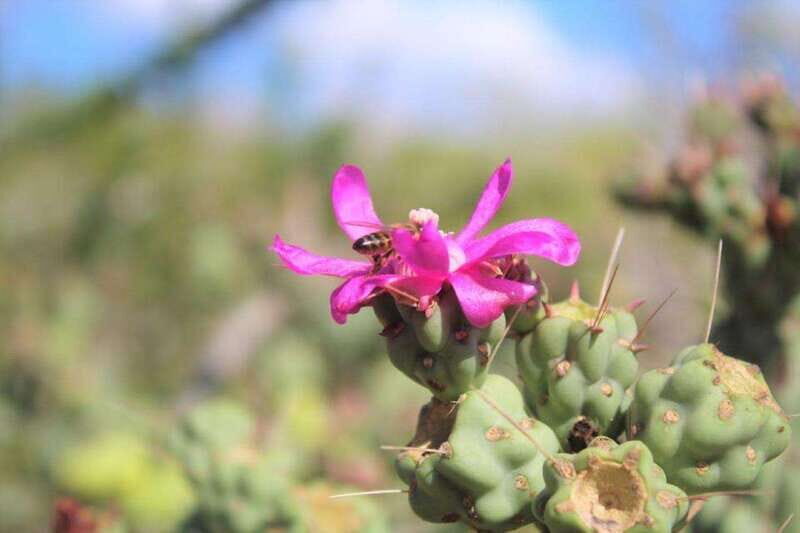 Cabo San Lucas: Candelaria Village ATV Experience - Wildlife and Nature Commentary