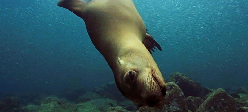 Cabo San Lucas: Discover Scuba Diving Experience - Introduction: Why This Experience Stands Out
