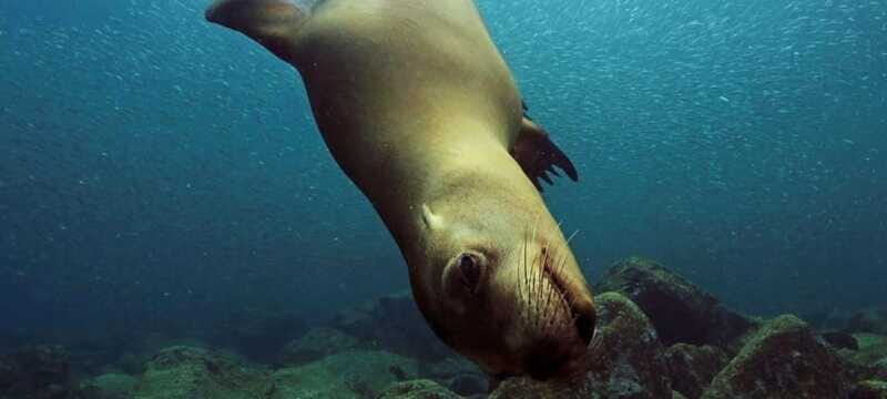 Cabo San Lucas: Discover Scuba Diving Experience - Authentic Experiences: Insights from Participants