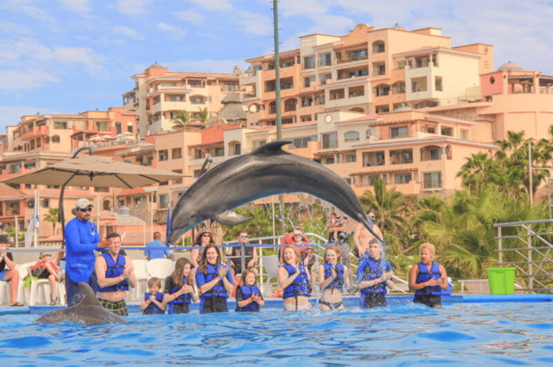 Cabo San Lucas: Dolphin Premium Swim Interactive Adventure - Introduction to the Dolphin Premium Swim