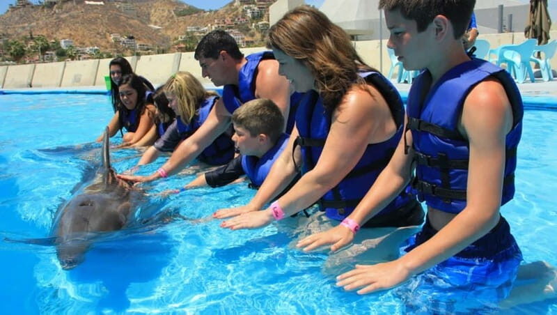 Cabo San Lucas: Dolphin Swim Class with Marine Specialist - The Details that Matter