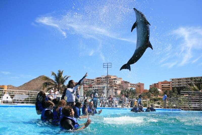 Cabo San Lucas: Dolphin Swim Class with Marine Specialist - Why This Experience Stands Out